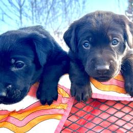 Labrador Retriever Puppies from Burks Retrievers