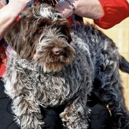 Wirehaired Pointing Griffons from DagdaGriffons