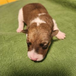 Cedar - White and tan male Wire Fox Terrier puppy in Melbourne, Arkansas from Ivy Hollow Wire Fox Terriers