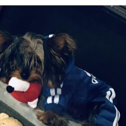 Yorkshire Terrier Puppies from Missy Lu Lap Puppies