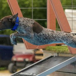German Shorthaired Pointers from Kylie Farrior