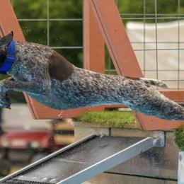 German Shorthaired Pointers from Kylie Farrior
