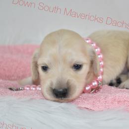 Light cream girl - Cream female Dachshund puppy in Seminary, Mississippi from Down South Mavericks Dachshunds