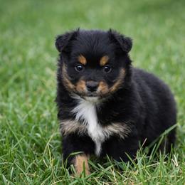Amber - Black tri female Miniature Australian Shepherd puppy in Lowgap, North Carolina from Baileys Mini Aussies
