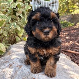 TuffNutt - female Australian Mountain Doodle puppy in Wellsville, Utah from Stay Golden Doodles