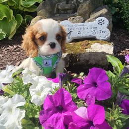 Ollie - Blenheim male Cavalier King Charles Spaniel puppy in Marshfield, Missouri from Puppyloversplace
