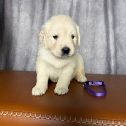 Female Pick 2 - Light golden female Golden Retriever puppy in Piedmont, South Carolina from The Farm at Saluda Ridge