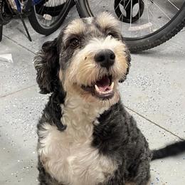 Ruby - Bernedoodle