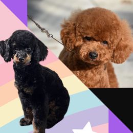 Poodle puppies from KM AKC Toy poodles