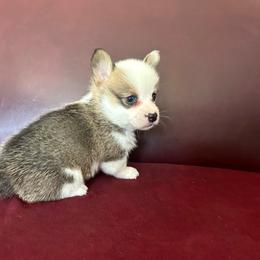 Sable girl - Sable female Pembroke Welsh Corgi puppy in Clinton, Tennessee from High Hopes Farm