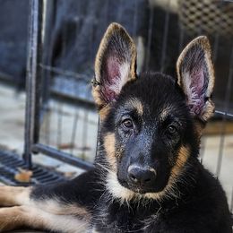 Girl 4 Orange collar - German Shepherd puppy from Patriot Shepherds