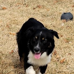 Rip - Bernedoodle
