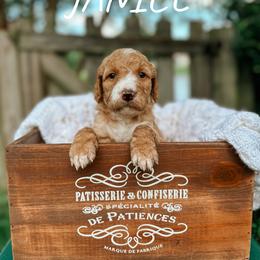 Goldendoodle Puppies from Glamorous Golden Doodles