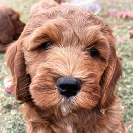 Dahlia - Apricot female Goldendoodle puppy in Scottsdale, Arizona from Cockadoodle Poo Puppies