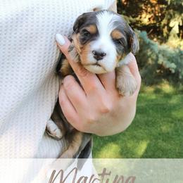Martina - Merle female Bernedoodle puppy in Idaho Falls, Idaho from Idahome Doodle