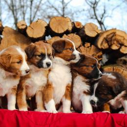 English Shepherds from Town & Country English Shepherds