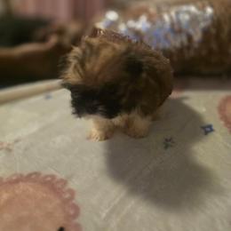 Treasure - Brown male Mal-Shi puppy in Pleasant Hill, Iowa from Courtney Nicole's Mal Shihs & Goldendoodles