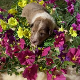 Pearl - Sable merle and white female Collie puppy in Carencro, Louisiana from Cajun Bayou's Collies LLC