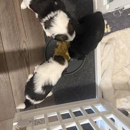 Shih Tzu Puppies from Jamie Manteufel