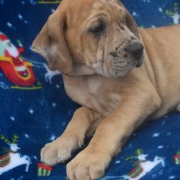 Great Dane Puppies from Big Tex K9 Konnection