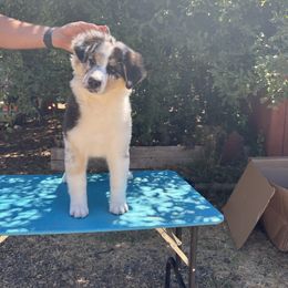 Australian Shepherd Puppies from Trinity Kennels