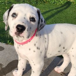 Rune - White and black female Dalmatian puppy in Rockford, Michigan from Stephanie's Dalmatians