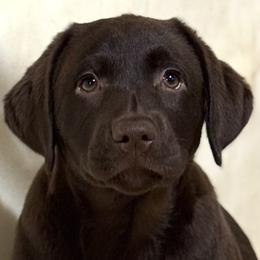 Maserati - Chocolate female Labrador Retriever puppy in Silver Springs, New York from Humehill