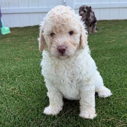 Opal - Cream female Labradoodle puppy in Newark, Ohio from Raising Doodles