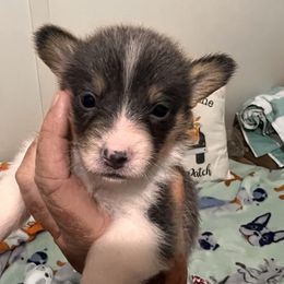 American Corgi, Cardigan Welsh Corgi, and Pembroke Welsh Corgi Puppies from Coopers Korner