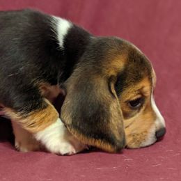 Beagles from Clover Beagles