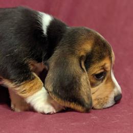 Beagles from Clover Beagles