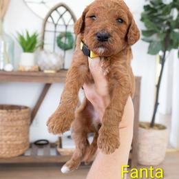 Fanta - Red  female Poodle puppy in Mesa, Arizona from Desert Doodles