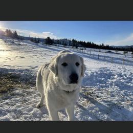 Arya - Maremma Sheepdog
