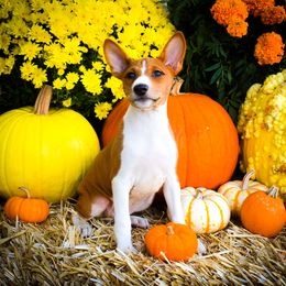 Han Solo - Red and white male Basenji puppy in San Diego, California from Triforce Basenjis