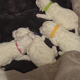 Bichon Frises from Bernice’s Beautiful Bichons