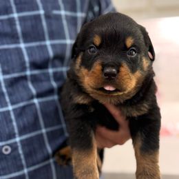 Baby boy 1 - Black and mahogany male Rottweiler puppy in Gloster, Mississippi from Mississippi Rottweilers