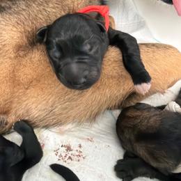 Orange Male - Black male German Shepherd puppy in Saratoga Springs, Utah from Vom Stille Teufelshunde Kennels