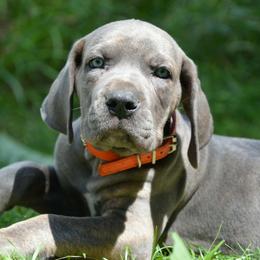 Tyson - Gray brindle male Cane Corso puppy in Princeton, Minnesota from God Of War Cane Corso