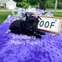 BlackBerry - Black and tan female Yorkshire Terrier puppy in Hertford, North Carolina from Peters Pups AKC Yorkshire Terriers