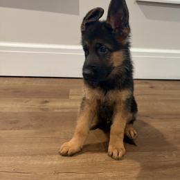 Yellow - Black and red male German Shepherd puppy in Medford, New Jersey from Christina's German Shepherds