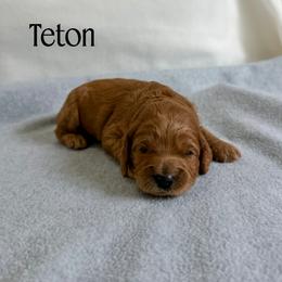 Boy 3 - male Australian Labradoodle puppy in Chelsea, Michigan from Michigan Labradoodles