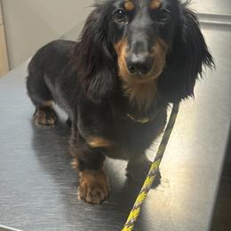 Dachshund Puppies from EntityDachs