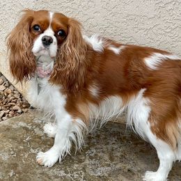 Jemma - Cavalier King Charles Spaniel