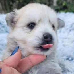Layla - Silver and white female Pomsky puppy in Southern California, California from SoCal Pomskies LLC