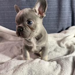 Boy 2 - Tricolors male French Bulldog puppy in Minco, Oklahoma from Findley’s Furbabies