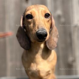Ta’ke - Dachshund
