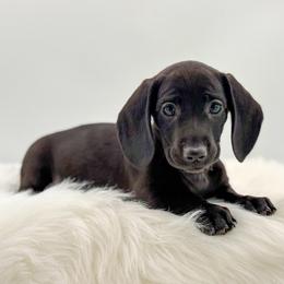Molly - Black female Dachshund puppy in Litchfield, Illinois from Charmm Dachshunds