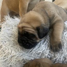 French Bulldog and Mastiff Puppies from Divine Mastiffs Ashlan French Bulldogs