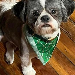 Shih Tzus and Yorkshire Terriers from Steel Blue Diamond Kennel