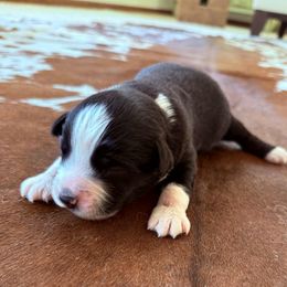 BOINGO - Black tri male Miniature Australian Shepherd puppy in Boring, Oregon from Spur Strap Miniature Australian Shepherds